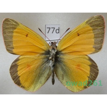Colias hecla glacialis M'Lachlan, 1878 male Canada77d
